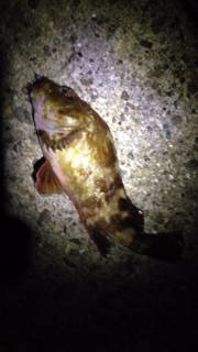 田村漁港で初めてのフロートリグ、入れ食い状態でした！