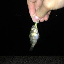 岸和田　アジング・ライトワインドで豆アジ30尾他の釣果