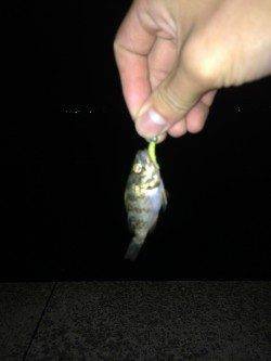 岸和田　アジング・ライトワインドで豆アジ30尾他の釣果