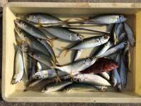 暑さに負けずにサビキ&ちょいなげ　…