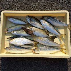 マリーナシティ海釣り公園　突堤部のサビキで五目釣り