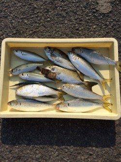 マリーナシティ海釣り公園　突堤部のサビキで五目釣り