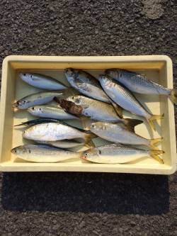 マリーナシティ海釣り公園　突堤部のサビキで…