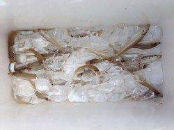 江尻でキス釣り！サイズは小さいですが遠投しなくても釣れました