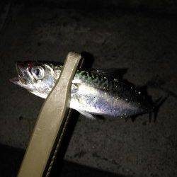 垂水漁港　22時頃からのアジング釣行で小サバ＆メバル