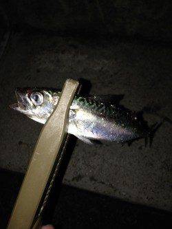 垂水漁港　22時頃からのアジング釣行で小サバ＆メバル