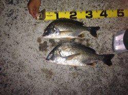 ウキ釣りでハネ・キビレ〜夏の夜釣りがオススメです♪