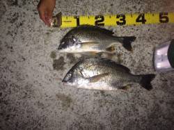 ウキ釣りでハネ・キビレ〜夏の夜釣りがオスス…