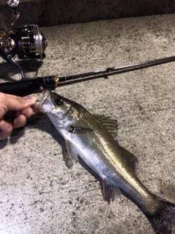 ライトタックル＋チャリランガン＝シーバス&…