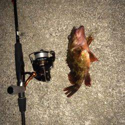 江井ヶ島でメバリング〜表層中層反応なくボトムでガシラの釣果