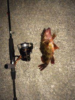 江井ヶ島でメバリング〜表層中層反応なくボトムでガシラの釣果