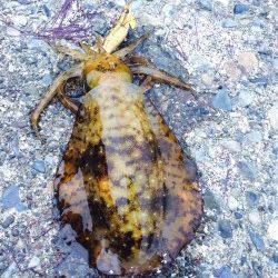 串本でのエギング釣果〜濁りと風の中なんとか拾いました