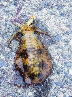 串本でのエギング釣果〜濁りと風の中なんとか拾いました