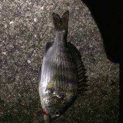 樽井漁港にてガシラとアジを狙うもハゼ多数&チヌの釣果でした