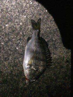 樽井漁港にてガシラとアジを狙うもハゼ多数&チヌの釣果でした