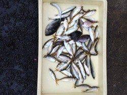 マリーナシティ海釣り公園　突然の雨の中でもサビキ好調