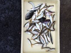 マリーナシティ海釣り公園　突然の雨の中でも…