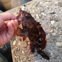 りんくうにてアジング〜明るいうちのガシラと暗くなってからのアジ釣果