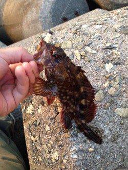 りんくうにてアジング〜明るいうちのガシラと暗くなってからのアジ釣果