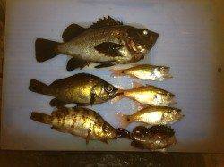 新浜漁港のウキ釣りでメバル・ガシラなどの釣果