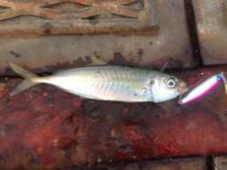 須磨海づり公園、ジギングにてアジ・ちょい投…