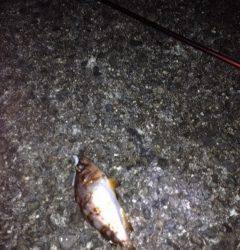 牛ヶ首周辺にてアジング、ショートバイトで根気のいる釣りでした