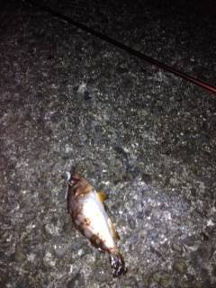 牛ヶ首周辺にてアジング、ショートバイトで根気のいる釣りでした