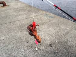 武庫川尻一文字でタコ合計30匹〜朝から昼ま…