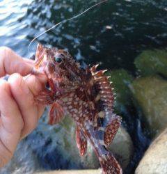 りんくうにてガシリング、アジングは豆アジの猛攻でした
