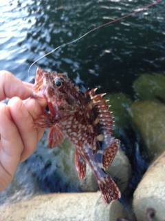 りんくうにてガシリング、アジングは豆アジの…