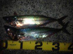 アジュール舞子　電気ウキ釣りでゴマサバの釣果