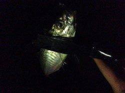 カンパリを見てりんくうにアジング行ってきました