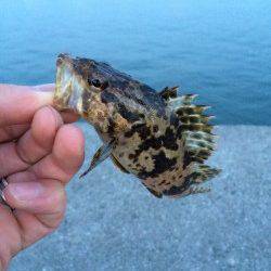 尾崎漁港ガシリング　岸ぞいを攻めガシラ・タケノコメバル・ハゼ