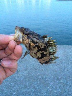 尾崎漁港ガシリング　岸ぞいを攻めガシラ・タケノコメバル・ハゼ