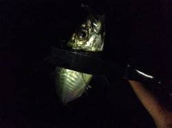 カンパリを見てりんくうにアジング行ってきま…