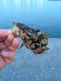 尾崎漁港ガシリング　岸ぞいを攻めガシラ・タ…