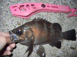 ワインドでタチウオは捕獲ならず、ちょい投げでイワシと良型メバル