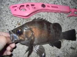 ワインドでタチウオは捕獲ならず、ちょい投げ…