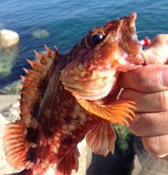 磯ノ浦で久々のデイガシリング！