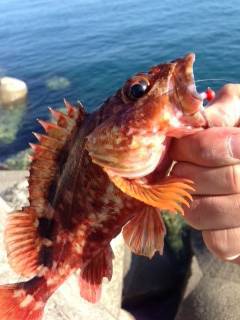 磯ノ浦で久々のデイガシリング！