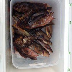 新浜漁港でガシラ・アイナメなど〜ブラクリや胴付き仕掛けで20匹以上