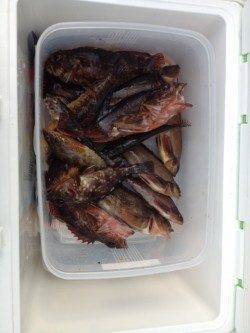 新浜漁港でガシラ・アイナメなど〜ブラクリや胴付き仕掛けで20匹以上