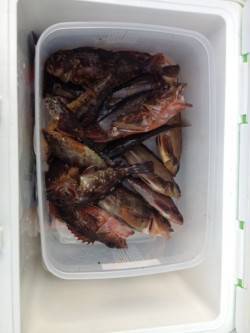 新浜漁港でガシラ・アイナメなど〜ブラクリや…