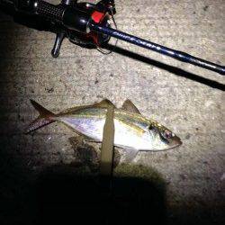 神戸港4,5,6,8防　アジング釣行で本命22cmの姿も