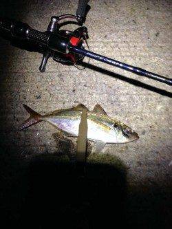 神戸港4,5,6,8防　アジング釣行で本命22cmの姿も