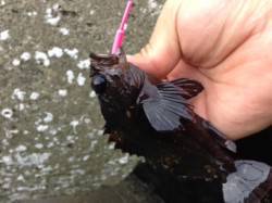 雑賀崎でガシリング　クロソイの引きは楽しい…