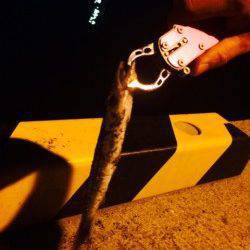 谷川漁港で爆風の中アジング〜風のない場所でカマスをゲット