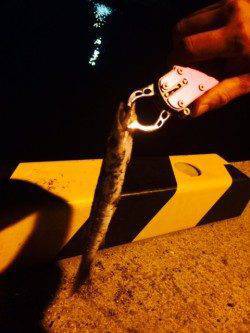 谷川漁港で爆風の中アジング〜風のない場所でカマスをゲット