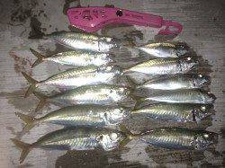 神戸空港夕マヅメに浮きサビキでアジ好調〜タナは3ヒロ前後です