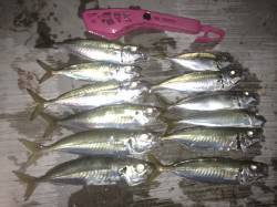 神戸空港夕マヅメに浮きサビキでアジ好調〜タ…